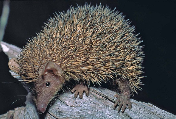 Lesser Hedgehog Tenrec (Echinops telfairi) - Lac Tsimanampetsotsa - Madagascar - Copyright Harald Sch&uuml;tz