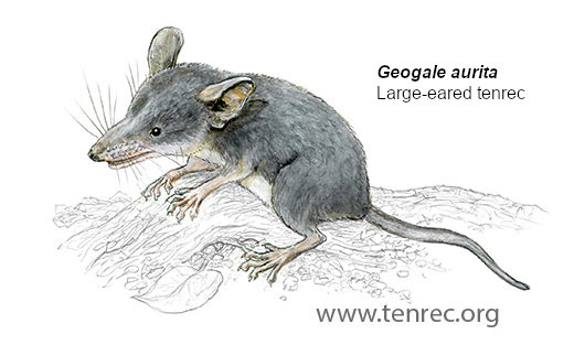Geogale aurita, Large-eared Tenrec