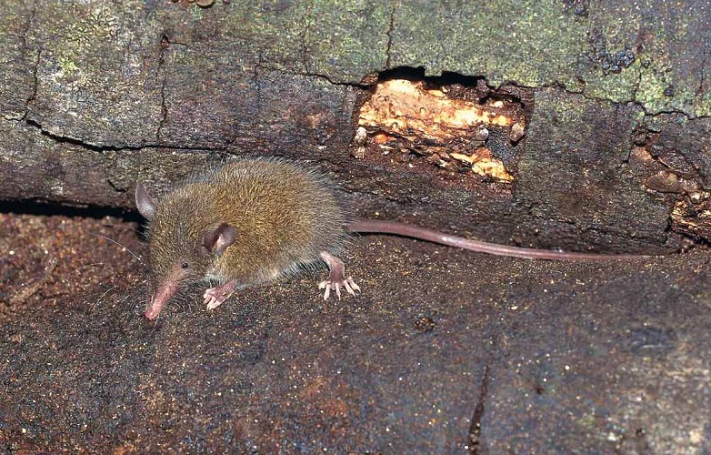 Pale Shrew Tenrec (Microgale fotsifotsy) - Tsinjoarivo - Madagascar - Copyright Harald Sch&uuml;tz