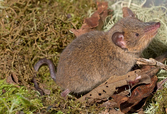 Dobson's Shrew Tenrec (Nesogale dobsoni) - Ankazomivady - Madagascar - Copyright Harald Sch&uuml;tz