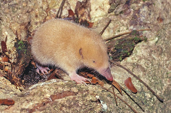 Mole-like Rice Tenrec (Oryzorictes hova) - light-coloured form - Nosy Mangabe - Madagascar - Copyright Harald Sch&uuml;tz