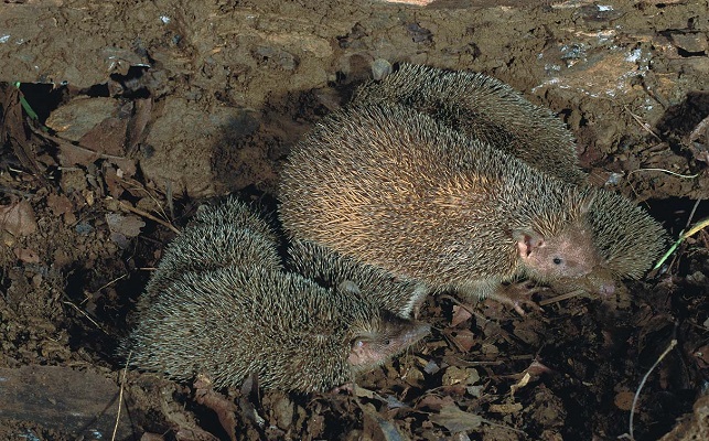 Greater Hedgehog Tenrec (Setifer setosus) - Ankarana - Madagascar - Copyright Harald Sch&uuml;tz