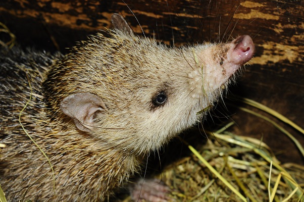 Tail-less Tenrec (Tenrec ecaudatus) - Copyright Elias Neideck