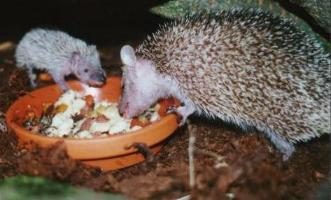 Mutter mit 26 Tage altem Jungen