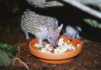 Mutter mit 26 Tage altem Jungtier am Futternapf