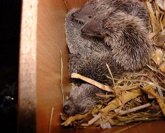 Sieben 20 Tage alte Jungtiere