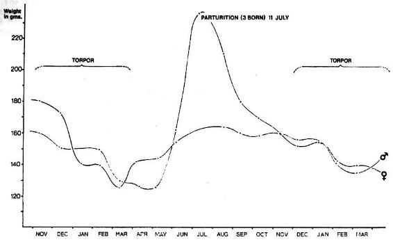 Fig. 1  Annual activity cycle of Echinops telfairi illustrated by the seasonal weight changes of a breeding pair.