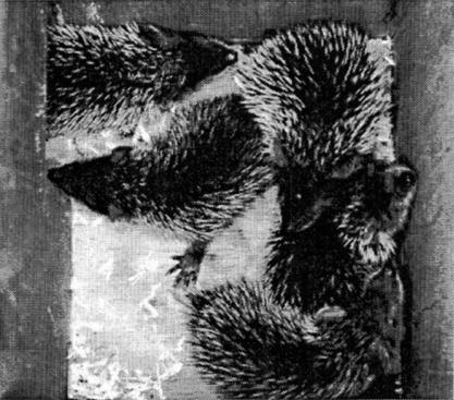 21 day old litter in nestbox.