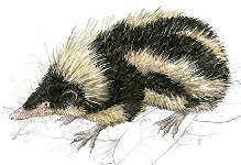 Highland Streaked Tenrec (Hemicentetes nigriceps)
Illustration by www.illu-atelier.de